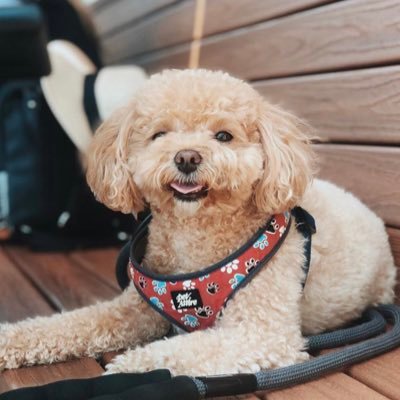 Profile Picture of Best Of Zoë (@zoeftcandice) on Twitter
