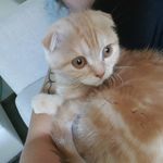 Profile Picture of Scottich Kaneli&Peterbald Diza (@kaneli_and_diza) on Instagram