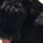 Profile Picture of Hannah Schuster (@hannah.schuster98) on Instagram
