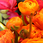 Profile Picture of lisachip (@lisachip) on Flickr