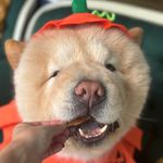 Profile Picture of Casper the chowbear 🐾 (@casper_thechow) on Instagram