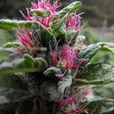 Profile Picture of Mike Zacher (@green_nights) on Twitter