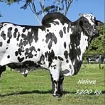 Profile Picture of Jacinto Calderon (@Jacinto-Calderon) on Facebook