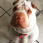 Profile Picture of Shar Pei Lorenzo (@sharpei_lorenzo_) on Instagram