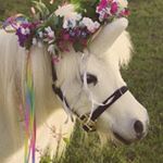 Profile Picture of Cecil (@cllanter) on Instagram