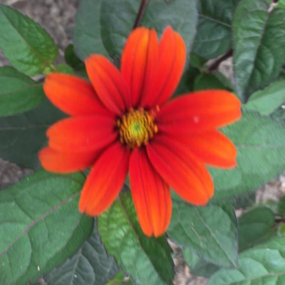 Profile Picture of Kerilyn Alford (@iankerilyn) on Poshmark