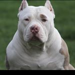 Profile Picture of Brian Savage (@chitownbullykennels) on Instagram