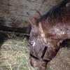 Profile Picture of Amanda Reade (@@horsegirl233) on Tiktok