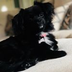 Profile Picture of Nellie.iris (@addisonpinnion) on Instagram