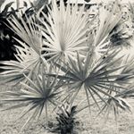 Profile Picture of Jacqueline lippold (@starsailorlou) on Instagram