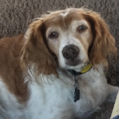 Profile Picture of Brian Wooley (@BrianWooley4) on Twitter