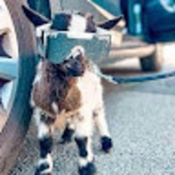 Profile Picture of Layla Elrod (@layla_elrod) on Poshmark