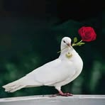 Profile Picture of Chadrac Du Buzz (@Chadrac-Du-Buzz) on Facebook