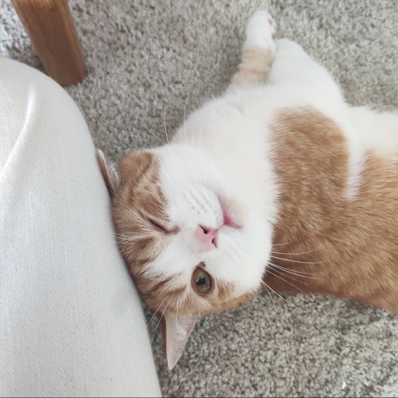 Profile Picture of Xuan Xu (@biubiu1116) on Poshmark