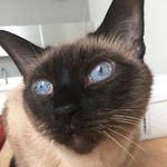 Ciri Stowell - Instagram Profile Picture of Ciri Stowell (@ciriscats) on Instagram