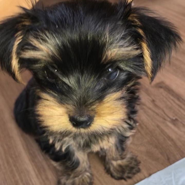 Profile Picture of Jacob Lipp (@jacoblipp) on Tiktok