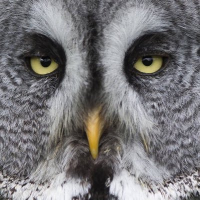 Profile Picture of David Gwyn Lewis (@DavidGwynLewis1) on Twitter