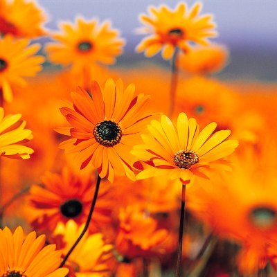 Profile Picture of LUCIANO ALVARADO DE LA CRUZ (@LUCIANO15963632) on Twitter