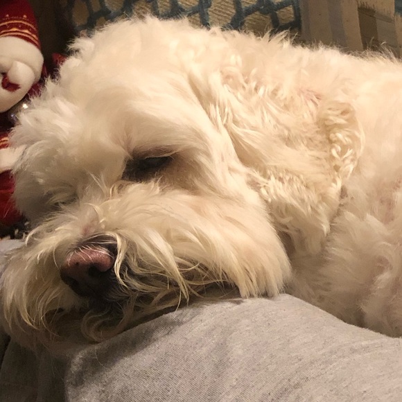 Profile Picture of Polet Bian (@poletb) on Poshmark