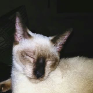 Profile Picture of Benjamin 🐱 (@gentle_benjamin) on Instagram