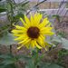 Profile Picture of Melissa Millick (@melissamillick) on Pinterest