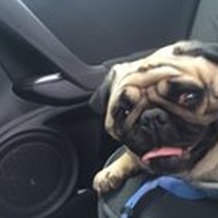 Profile Picture of Rose Chau (@rose-chau) on Quora