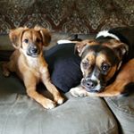 Profile Picture of Jeffrey and Calliope🐶🐾 (@jeffrey.calliope) on Instagram