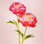 Kate, Eden, and Josée - Instagram Profile Picture of Kate, Eden, and Josée (@azaleasnursery) on Instagram