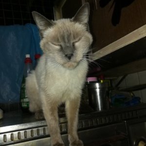 Profile Picture of Julia Araceli Chaparro Izaguirre (@Juliaaracelich1) on Twitter