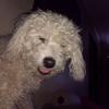 Profile Picture of Felipe Crespo (@@felipecrespo01) on Tiktok