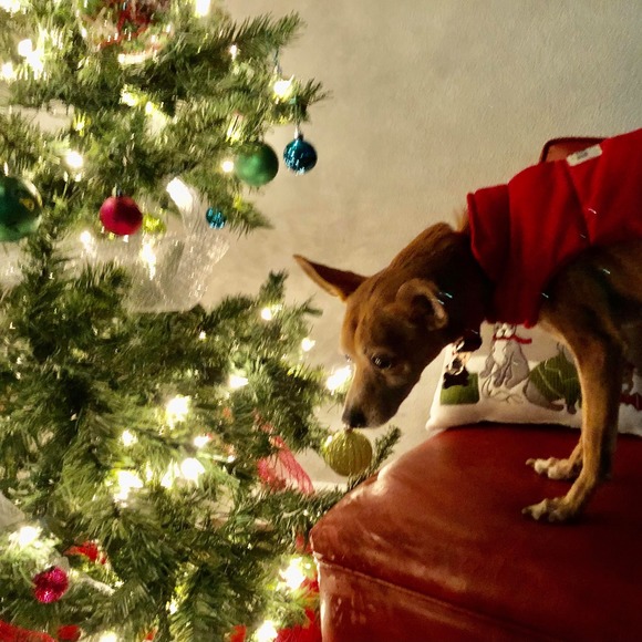 Profile Picture of Blanca Tenhet (@btenhet) on Poshmark