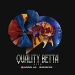 Profile Picture of Quality Betta Fish Aceh (@qualitybettaaceh) on Instagram