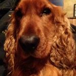 Profile Picture of Peter Morgan (@fokyte) on Instagram