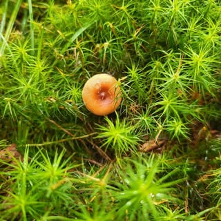 Profile Picture of Hamel-melançon, Lorrie (@lorrie_hamel) on Instagram