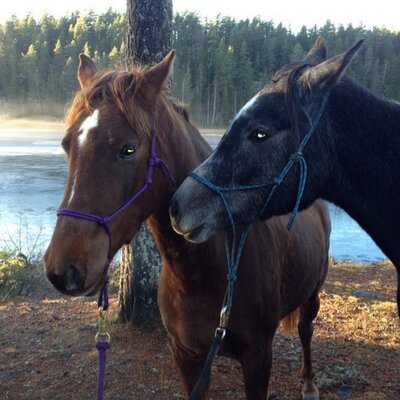 Profile Picture of Monica Christiansen (@monchrist) on Twitter