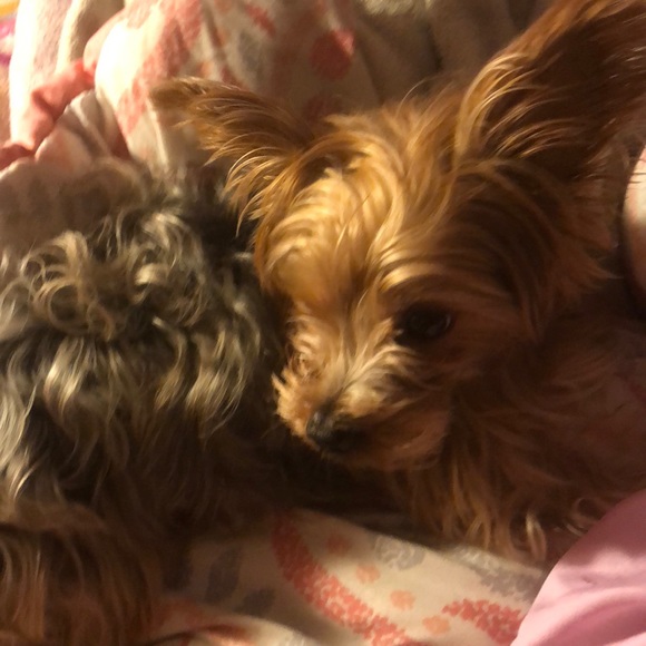 Profile Picture of Carlos Perez (@yeahbaby718) on Poshmark