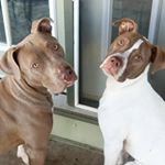 Profile Picture of Holly and Cooper Correia (@hollandcoopthepitties) on Instagram