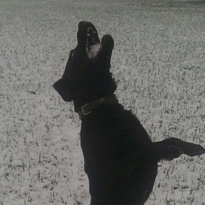 Profile Picture of Peter Steffens (@syrix51) on Twitter