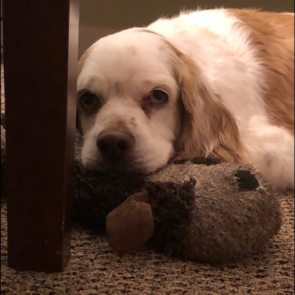 Profile Picture of Lisa Sobek (@lisasobek) on Poshmark