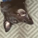 Profile Picture of Isaac Blackburn (@mythosmann) on Instagram