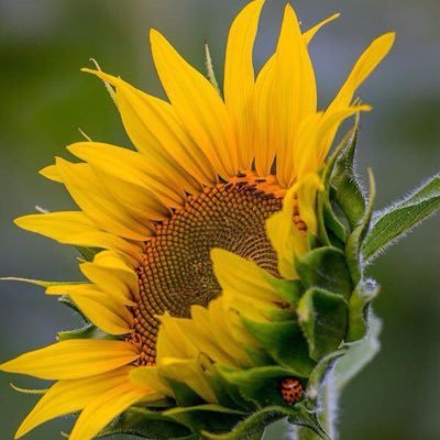 Laura Tortoriello - Twitter Profile Picture of Laura Tortoriello (@ltortoriello) on Twitter