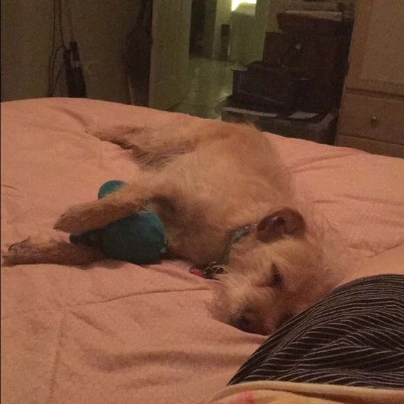 Profile Picture of Carly Crookston (@carlcrook) on Poshmark