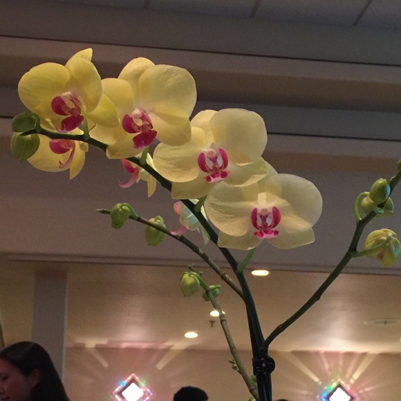 Profile Picture of Lily Ng (@lilskit88) on Poshmark