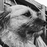 Profile Picture of Ed Steele (@edfotb) on Instagram