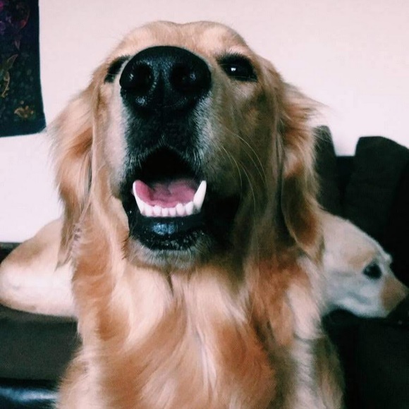 Profile Picture of Madeline Howitz (@madelinehowitz) on Poshmark