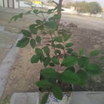 Profile Picture of Delfin Alvarez (@Delfin-Alvarez) on Facebook