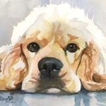 Profile Picture of Cocker Spaniel (@cocker_spaniel_love_ig) on Instagram