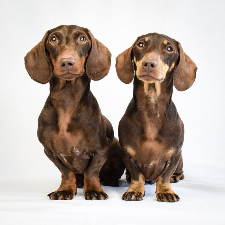 Profile Picture of Jacob & Bruno (@jacob_n_bruno) on Tiktok