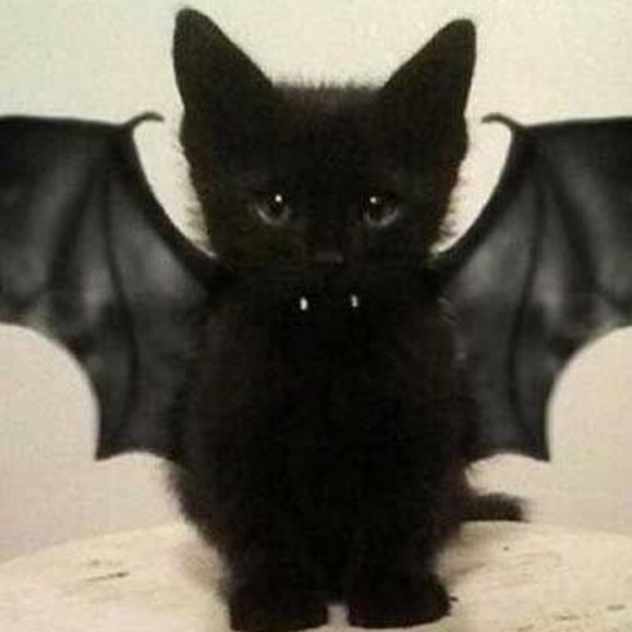 Profile Picture of Heather Sesody (@hemses) on Poshmark