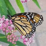 Profile Picture of Roberta Stoneburner Collins (@birdzword65) on Instagram